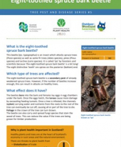 Tree pests and diseases info sheet 5 - Eight-toothed spruce bark beetle